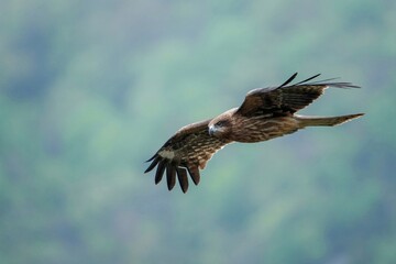 新緑の山をバックに悠然と飛ぶトビ