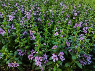 Fototapeta premium Angelonia is herbaceous plants occurring mainly in arid and semi-arid habitats.