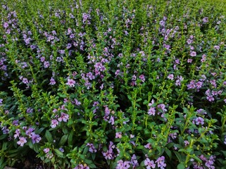 Angelonia is herbaceous plants occurring mainly in arid and semi-arid habitats.