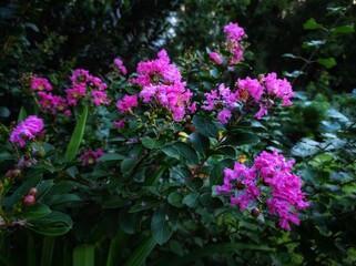 Lagerstroemia indica is common in the tropics.