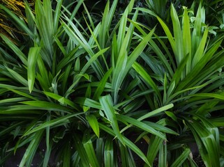 Pandan is a group of monocot plants of the genus Pandanus. Elongated leaves, serrated edges and large roots.