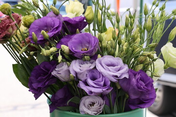 purple eustoma 