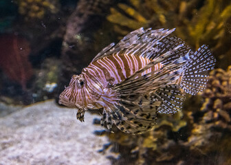 Naklejka na ściany i meble Common lionfish underwater.