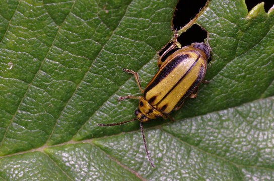 Gal&eacute;ruque de l'orme sur une feuille (Xanthogaleruca luteola)