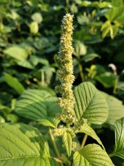 Wild flowers with purplish white