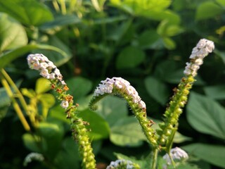 Wild flowers with purplish white
