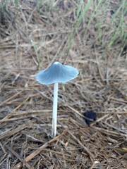 Wild mushrooms growing on the husk