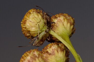 Couple de petites punaises sur des fleurs de Tanaisie (Stictopleurus punctatonervosus)