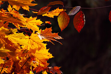 Maple leaves on a tree branch. Yellow, red and orange leaves glow in the sun. Autumn sunny day.
