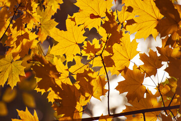 Maple leaves on a tree branch. Yellow, red and orange leaves glow in the sun. Autumn sunny day.