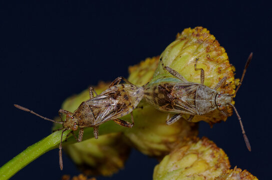 Couple de petites punaises sur des fleurs de Tanaisie (Stictopleurus punctatonervosus)