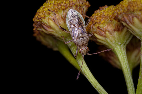 Petites punaises sur des fleurs de Tanaisie (Stictopleurus punctatonervosus)