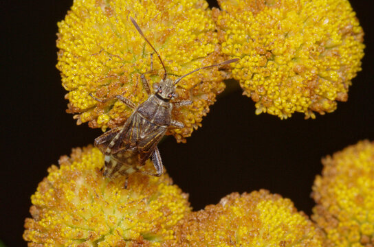 Petites punaises sur des fleurs de Tanaisie (Stictopleurus punctatonervosus)