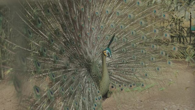 Endangered Male Green Peafowl Peacock Pavo muticus in Display - The Tropical Forests of Southeast Asia