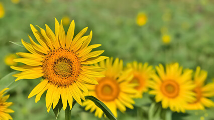 ヒマワリの花（Sunflower）　