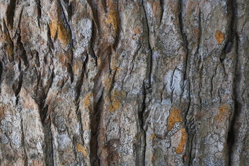 abstract of coconut trunk texture.