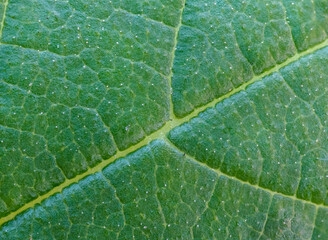 green leaf macro