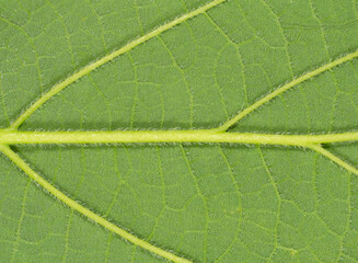 green leaf texture