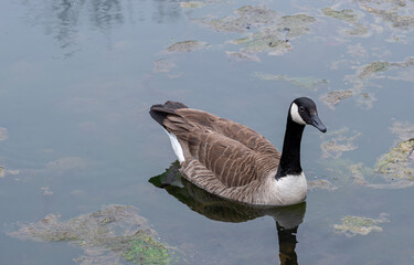 country goose on the water