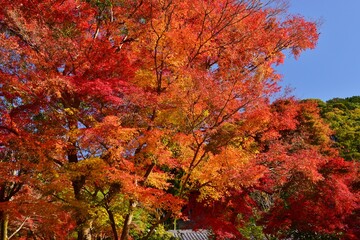 秋の京都・紅葉の醍醐寺