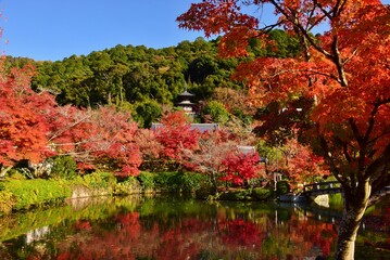 秋の京都・紅葉の醍醐寺