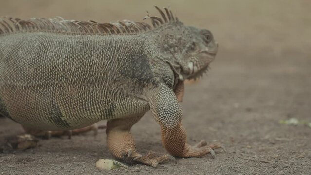 Iguana Reptile Lizard Walking Details  Texture Close-Up