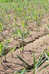 しょうが畑の風景