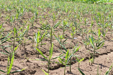 しょうが畑の風景