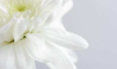 Close-up white flower and white background