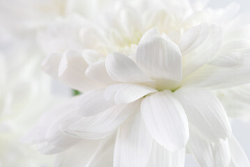 Close-up white flower and white background
