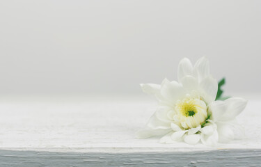 white flower background