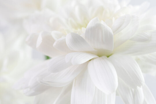 Fototapeta Close-up white flower and white background