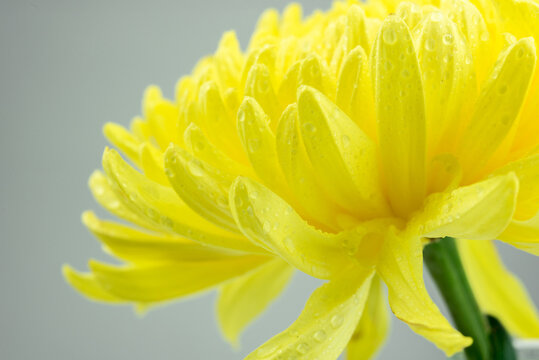 Close-up yellow flower background