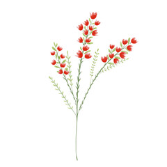 Colorful flower watercolor floral bouquet Png, Wildflowers Spring with Wreaths on Transparent background Png