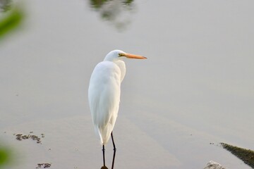 Aigrette