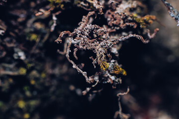 Close up photograph of dry lichen on leaf in the garden