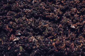 Detailed photo of dry lichens on the wall during the day