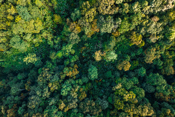 Aerial view road through green forest