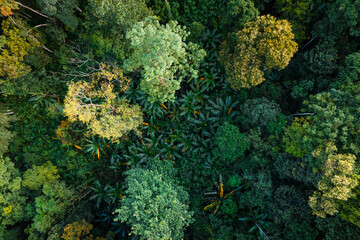 Fototapeta na wymiar Aerial view road through green forest