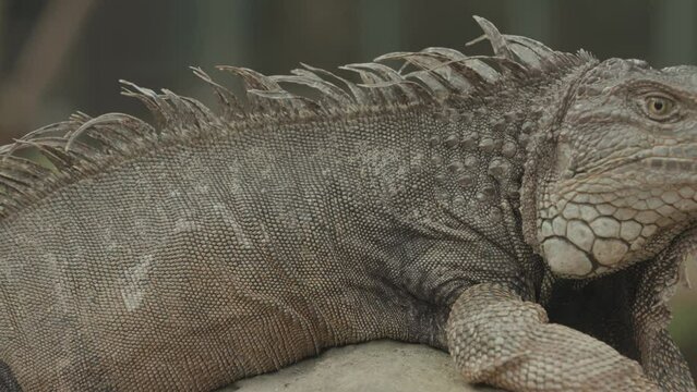 Iguana Reptile Lizard Walking Details  Texture Close-Up