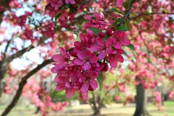 pink flowering crabapple tree blossoming in spring