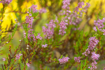 Heather, Calluna vulgaris plants photographed with shallow depth of field and a sunlit background