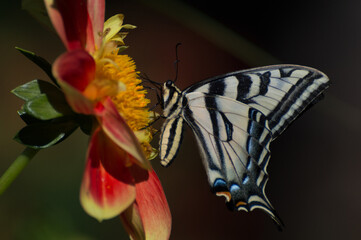 Butterfly on orange dahlia flower