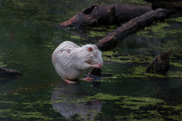 Albino Nutria bathing in the creek 1