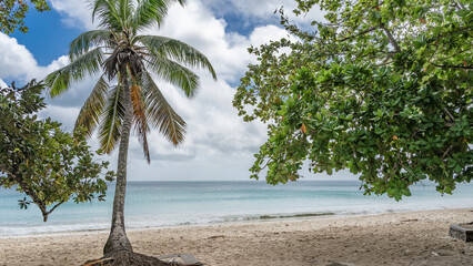 Palm  and tropical trees lean over the sandy beach. Green leaves against the sky and clouds. Calm turquoise ocean. Seychelles. Mahe. Beau Vallon