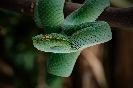 snake in the tree