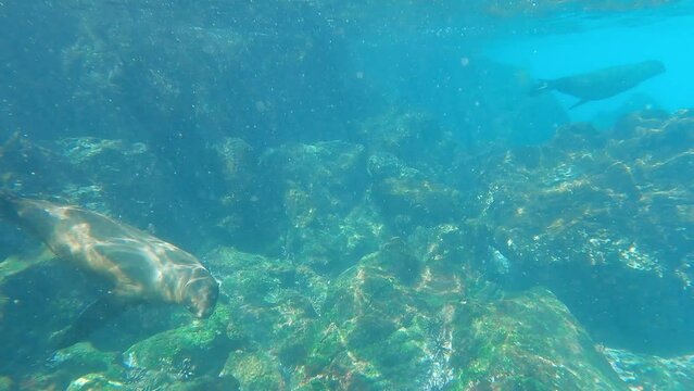 Galapagos sea lions swimming in the Pacific ocean. Underwater video shot while snorkeling in the Galapagos island in Ecuador