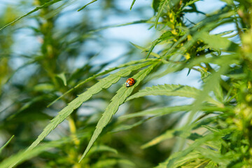 ladybug insect on green cannabis leaf, hemp cultivation in outdoor.