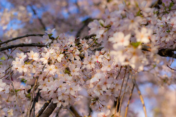 Japanese's Cherries blossom. Spring is starting.
