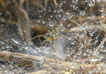 Close up macro photo of a small spider protecting its hole in the tropical jungle of Thailand